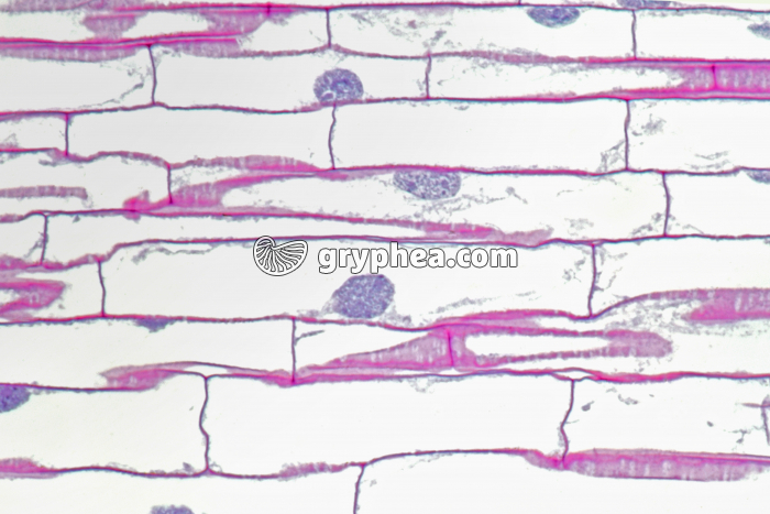 Racine de Blé - Cellules en élongation - zone 4 x150 - gryphea.com